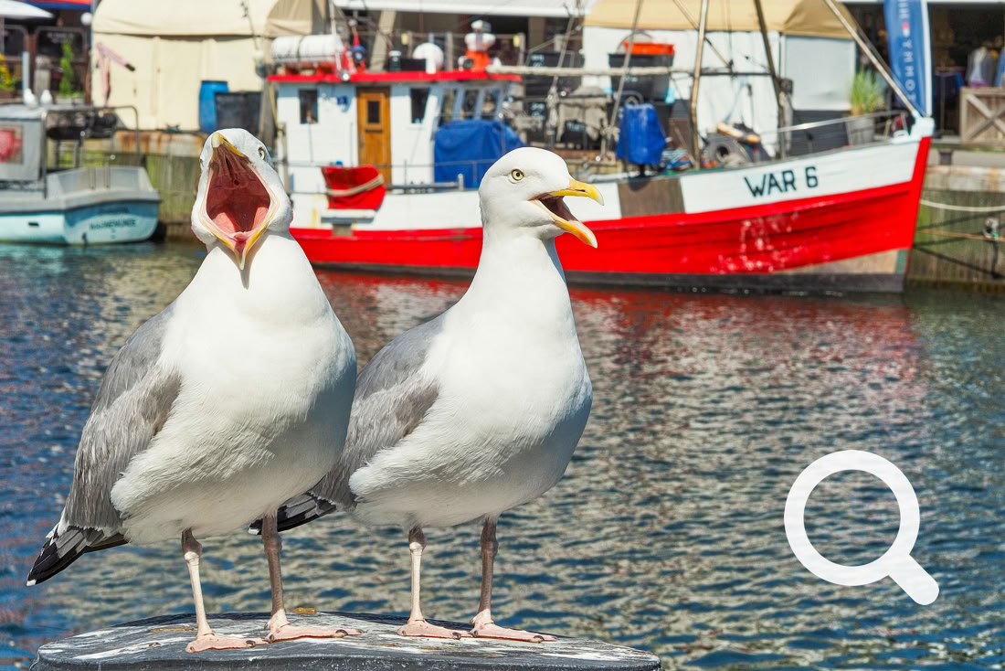 Möwen am Strom in Warnemünde
