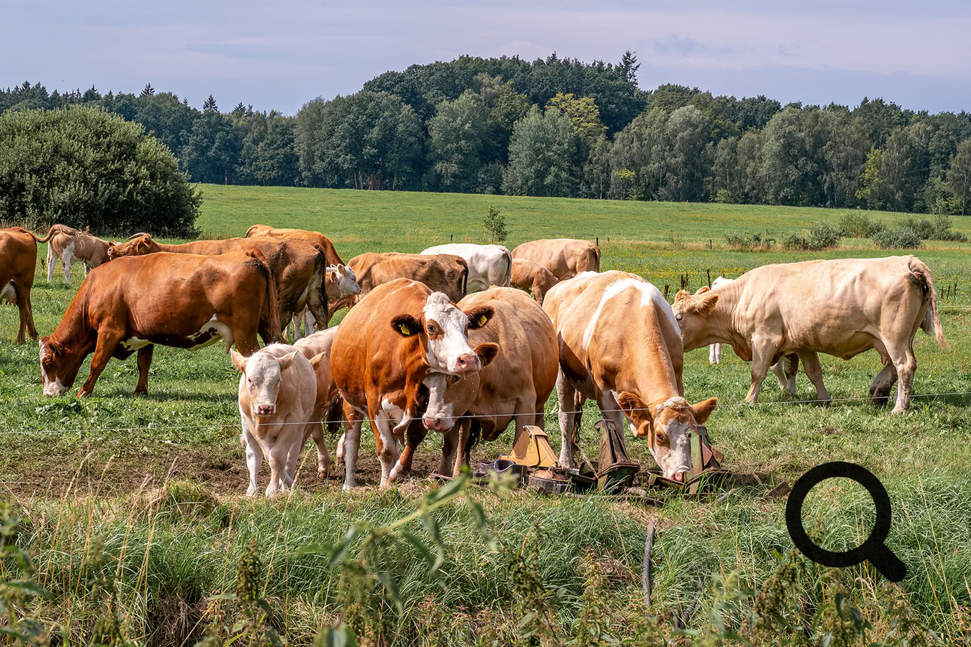 Rinder auf der Weide bei Ribnitz-Damgarten